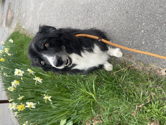 doggy
